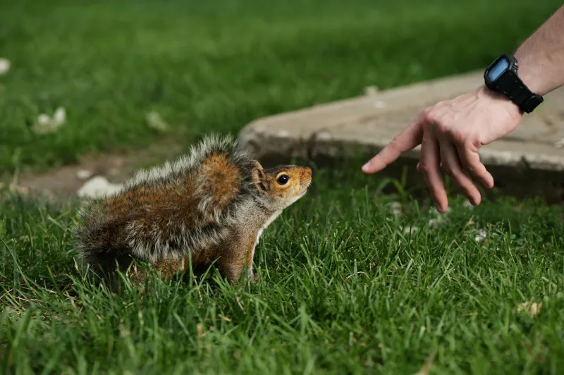 A squirrel on the UIUC campus reaching toward an outstretched hand